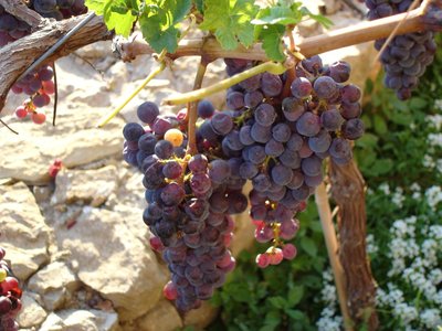 Weinbau auf Mallorca